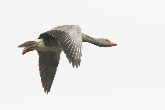 Greylag goose migrating