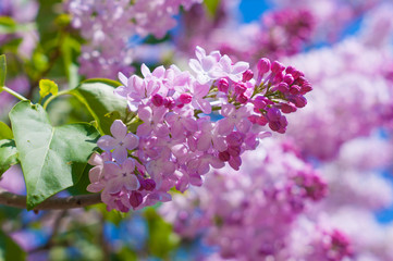 Flowering branches of lilacs