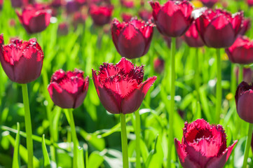 Beautiful red tulips in the garden.