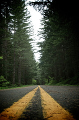 Naklejka premium Road through the Woods