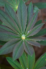 Lupine Leaves