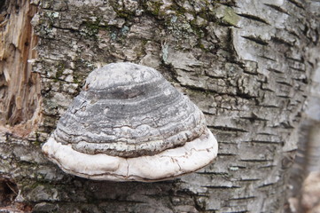 Hoof Fungus