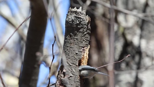 m&eacute;sange &agrave; t&ecirc;te noire