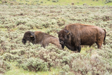 Bison in spring at Grand Tetons National Park