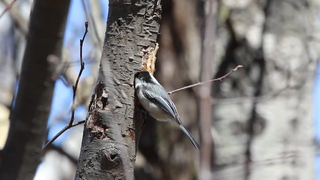 m&eacute;sange &agrave; t&ecirc;te noire