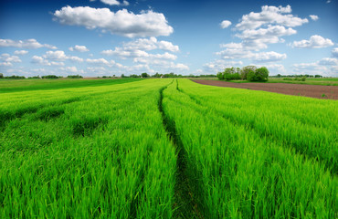 Fototapeta na wymiar Beautiful spring landscape: Green field of rye