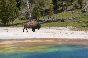 Bison near Old Faithful Geyser, Yellowstone National Park 