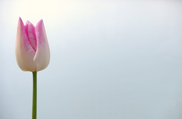 Tulpe vor hellem Hintergrund