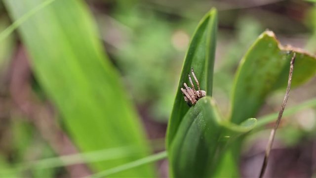 spider hidden in the vegetation in nature