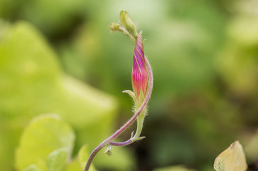 Bud of pink bindweed / Bud of pink bindweed on the background of green plants