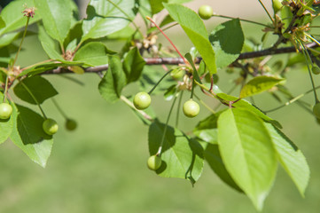 Green cherries ripening on the branch. Here comes the time for cherries.