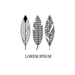 Decorative hand drawn style graphic feathers