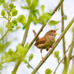 Singender Zaunkönig auf dem Zweig