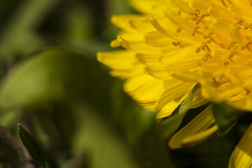Closeup of the blooming yellow dandelion flower