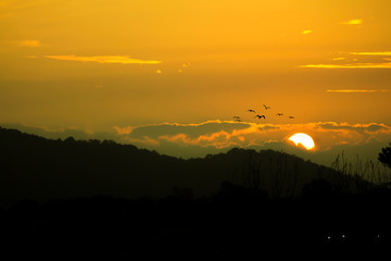 Obraz premium Sun goes down with flying bird