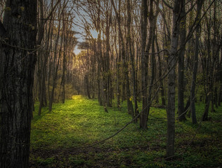 Obraz premium Lichtung