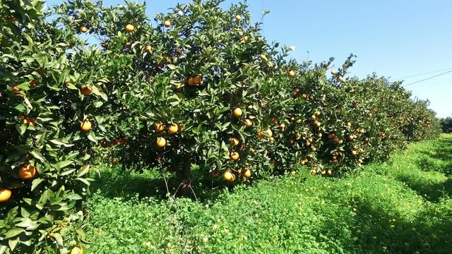 Orange orchard in the countryside from Portugal