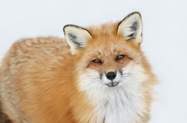 Fototapeta premium renard roux