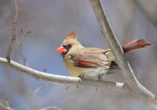 femelle cardinal