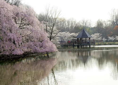 A view of cheery blossoms and gazebo at the Meadowlark Gardens