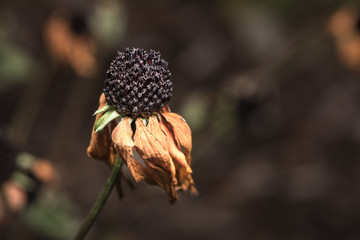 rudbeckie séchée en automne, sur fond brun