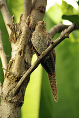 Plaintive Cuckoo juvenile