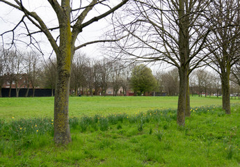Beautiful european countryside - field and trees