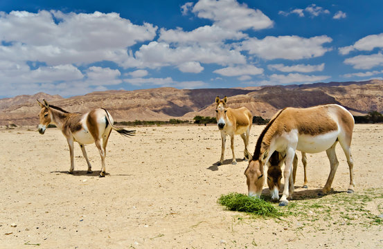 The onager (Equus hemionus) is a brown Asian wild donkey inhabiting Israeli nature reserve park near Eilat