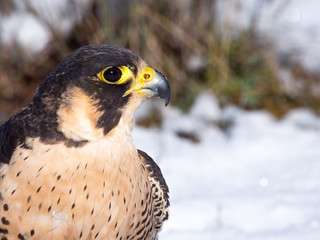Peregrine falcon (Falco peregrinus)  portrait