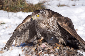 Northern goshawk eating after hunting