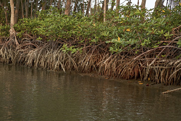 mangroves ecosystems thailand