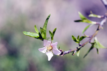 Almond flower