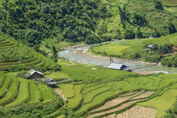 The beautiful rice paddy field during the trip from HANOI to SAPA, VIETNAM.
