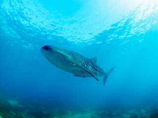 Fototapeta premium Whale Shark
