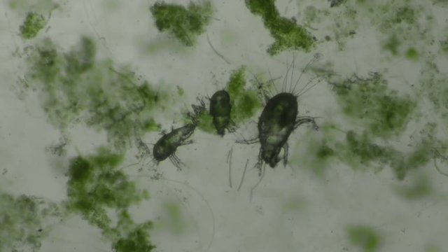Acari Dust Mites in Aquatic Environment Seen Moving