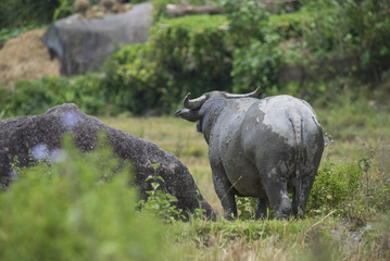 Naklejka premium Asian water buffalo standing relax outdoors after soaking mud on hot days