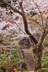 寺の春風景
