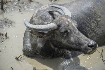 Asian water buffalo relaxing in mud puddle for cool off.
