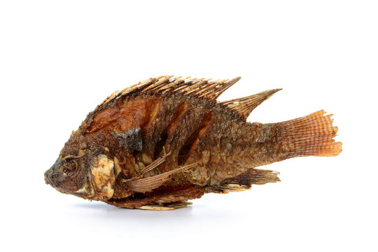 Fried Tilapia fish fried isolated on white background