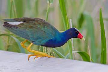 Purple Gallinule (Porphyrio martinicus)