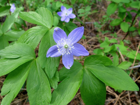 Oregon Anemone - Anemone oregana