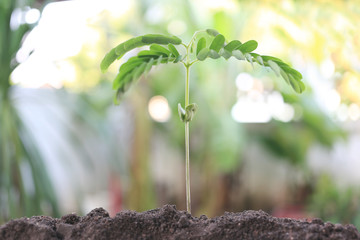 Seedlings of tamarind are grow on soil in the backyard.