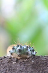 Green cactus are grow on soil in the backyard.