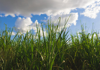 Sugarcane plantation farm landscape