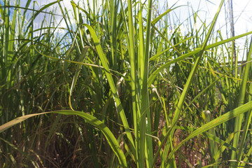 Sugarcane plantation farm landscape