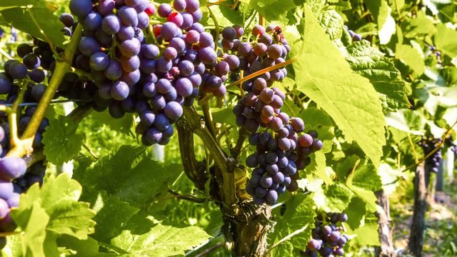 Organic grape on vine branches