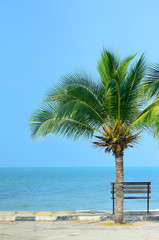 Fototapeta na wymiar Bench near beach with green coconut tree