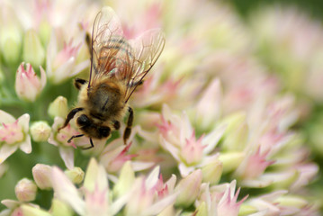 Bee
