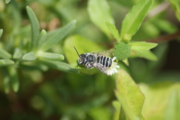 Bee
