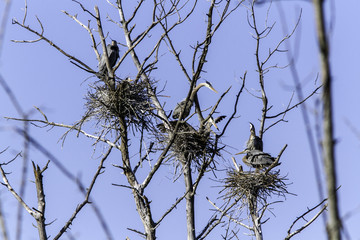 Herons Nesting